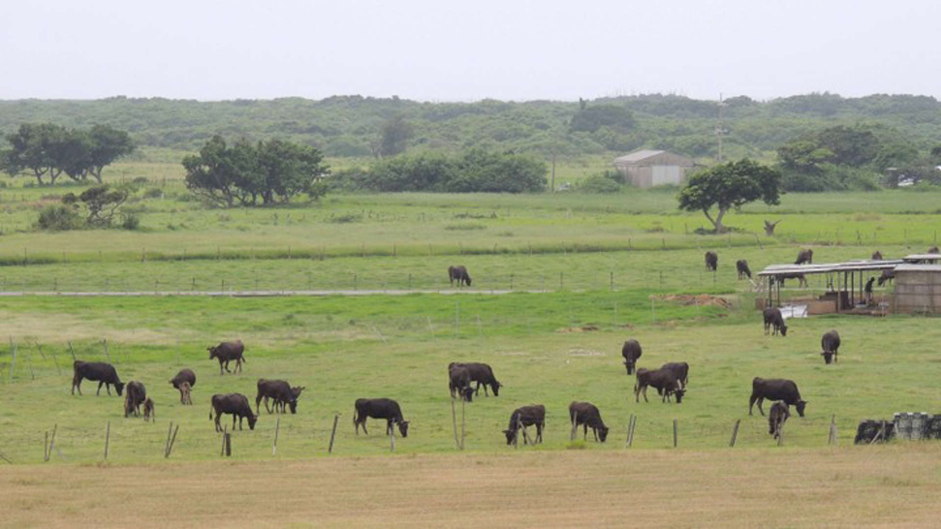 Unik! Pulau Kuro di Jepang, Jumlah Sapi Lebih Banyak dari Penduduknya